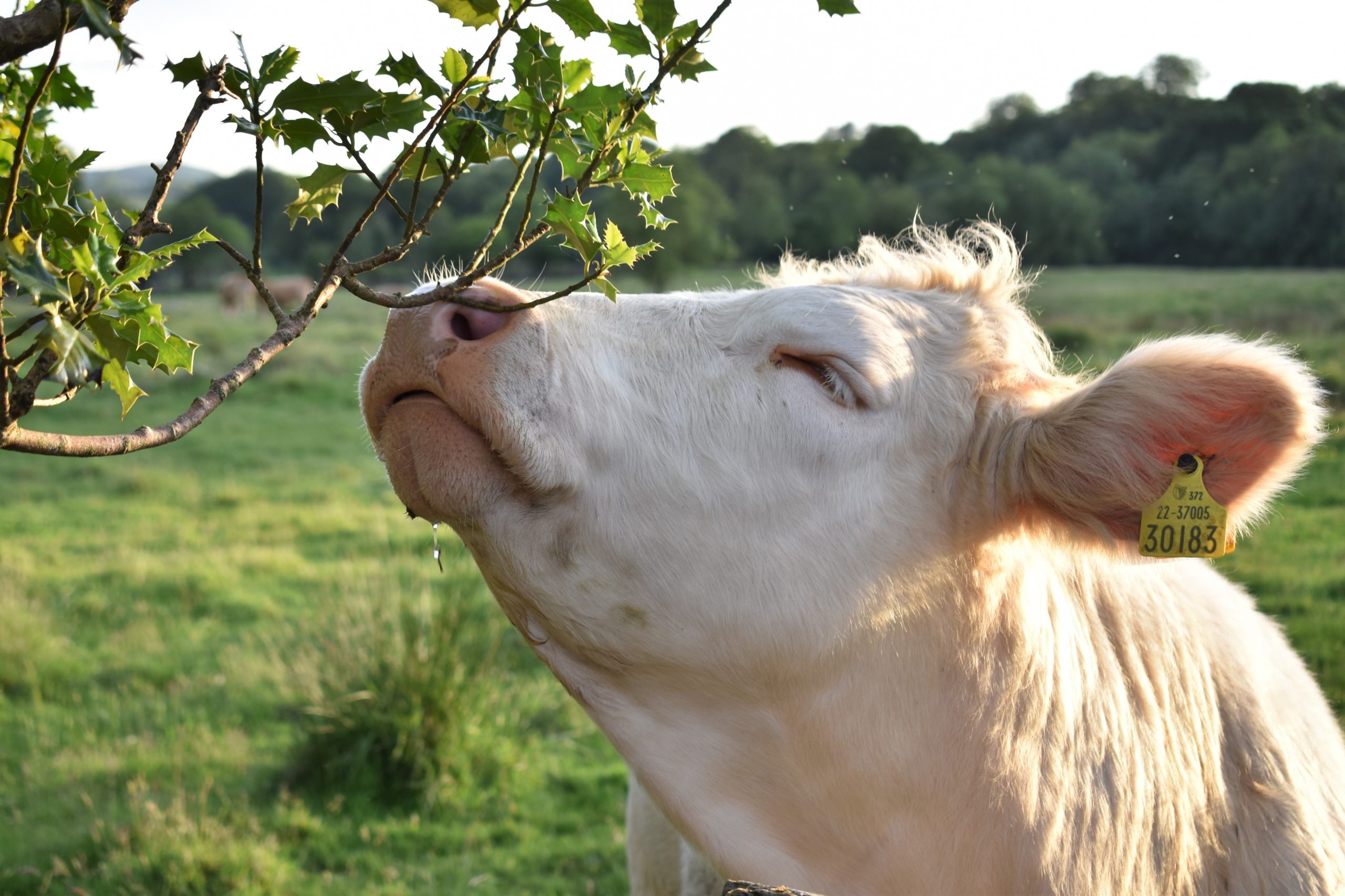 Keep It Local, Keep It Beautiful competition – Best photo showcasing local beauty