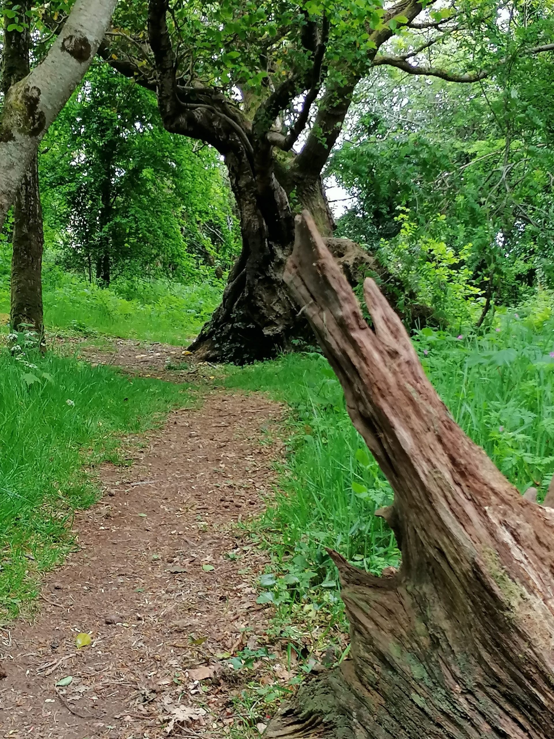 Ballymacool Park 2
